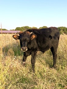 Kashena Bull Calf