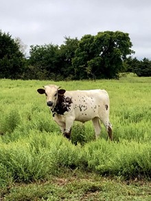 HENRIETTA Bull Calf