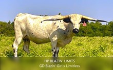 HP Blazin Limits