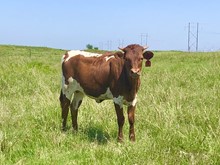 Midnight Cowgirl Heifer