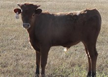 HL LINCOLN X HL SITTIN REESE BULL CALF