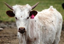 2017 Blossom Bud Heifer