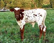 Bull Calf - GD Daily Meds